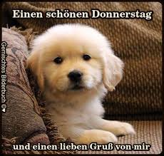 Hund baby besten freund druck. Donnerstag Gb Pics Babytiere Hunde Labradorwelpen