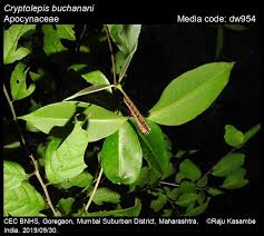 Image result for Cryptolepis apiculata