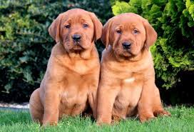 Beautiful yellow/fox red labrador puppies ckc reg. Labrador Retriever Fox Red Puppies For Sale Puppy Adoption Keystone Puppies