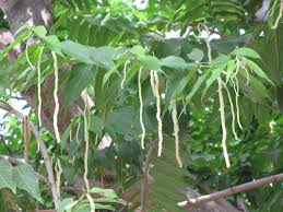 Image result for Broussonetia