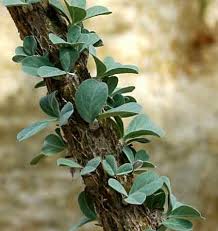 Image result for Sesamothamnus lugardii