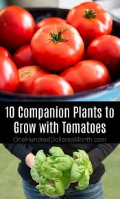 10 Companion Plants To Grow With Your Tomatoes One Hundred Dollars A Month Growing Tomato Plants Companion Gardening Companion Planting