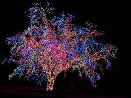 Magic Tree For You Merry Christmas Via Flickr Lights Christmas Lights Beautiful Christmas