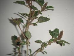 Image result for Amaranthus deflexus