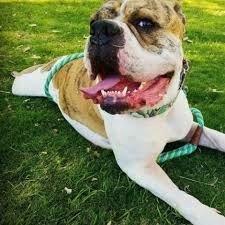 Madlynx 21 3 dany the dog justyn16 9 13 daydreaming justinderosa 44 16 old soul puppy jtheq 10 11 one blue eyed husky fkonikon 2 2 sheldon knightwrainbow 4 9 cocoa. American Bulldog