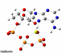 Atp association of tennis professionals. Adenosine Triphosphate Wikipedia