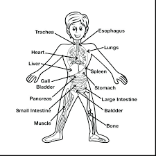 Let us now divide the body into different regions; How To Draw Body Parts Easy Drawing For Kids
