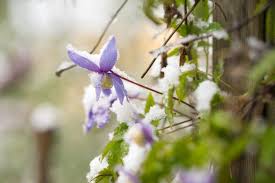 Maybe you would like to learn more about one of these? Maintaining Clematis Expert Tips For Watering Cutting And Fertilizing Gardender