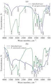 Image result for Endostemon tereticaulis
