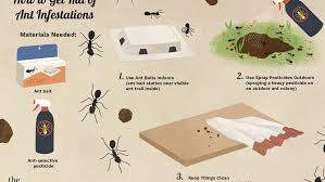 Have ants infested your house or backyard? How To Get Rid Of Ants In The House