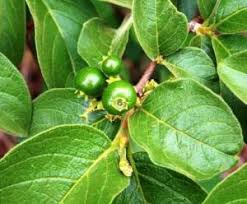 Image result for Xymalos monospora