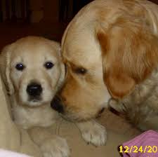 We did not find results for: Happy Paws Puppy Rescue Home Facebook