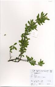 Image result for Turraea obtusifolia
