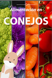 Alimentacion En Conejos Video Sobre Su Alimentacion ¿los conejos enanos pueden comer tomate? alimentacion en conejos video sobre su