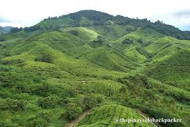 Natasya resort cameron highlands, brinchang: Cameron Highlands Travel Guide Blog 2019 Budget Itinerary The Pinay Solo Backpacker Blog