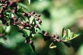 Image result for Myrsinaceae