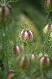 Nigella Pods Seed Pods Flower Seeds Trees To Plant