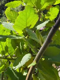 Image result for Wigandia urens