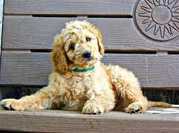 Jan 28, 2021 · cost of biopsy in dogs. Liver Biopsy In Dogs When Is It Necessary Vet Approved Advice