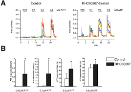 Accumulation Of Dag By A Dag Lipase Inhibitor Enhances The Ca 2 Download Scientific Diagram