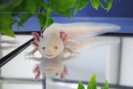 Bildergebnis für axolotl