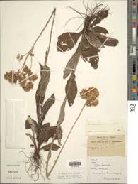 Image result for Helichrysum mechowianum