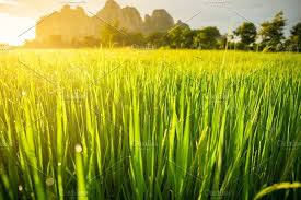 Paddy Rice Field Nature Photos Village Photography Stock Photos