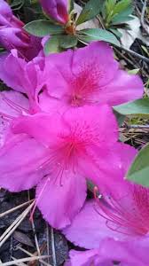 Azaleas Azalea Flower Azaleas Spring Blossom