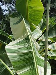 Maybe you would like to learn more about one of these? Xl Ae Ae Royal Hawaiian Variegated Banana Tree Musa Pisang Urban Tropicals