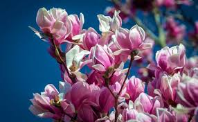 Scarica meravigliose immagini gratuite su fiore profumato. Gli Alberi Profumati Saper Scegliere Quelli Giusti Blog Green Service
