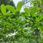 Image result for Terminalia superba