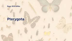 Image result for Pterygota
