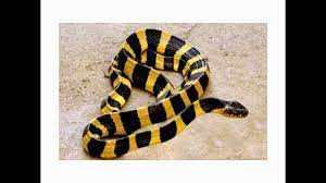 Perlu kamu ketahui jika tak semua mimpi melihat ular kuning di dalam kamar yang anda alami ketika tidur mempunyai arti jelek. Orang Beracun Arti Mimpi Ular Kuning Hitam Youtube