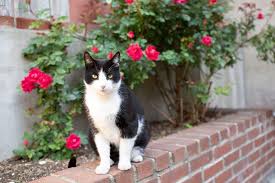 Ways To Keep Cats Out Of Your Yard Or Garden