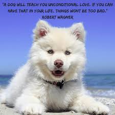 We would like to show you a description here but the site won't allow us. Dog Quote Tuesday Dogs And Unconditional Love Paw Palz