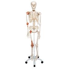 This category contains various parts of human body, separate organs as eyes, nose and lips, hands and chest. Human Skeleton Model Skeleton For Anatomy Plastic Skeleton Model Leo The Skeleton Skeleton With Ligaments