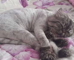 Kedi Resimleri Evcil Pet