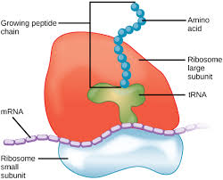 Because protein synthesis is so important to cells, there are large numbers of ribosomes in all cells, often numbering in the hundreds or thousands. Ribosomes Definition Structure Size Location And Function