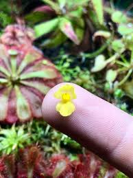 Image result for Utricularia gibba