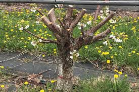 Check spelling or type a new query. Why You Should Consider Whole Tree Renewal Pruning For Cherries Growing Produce