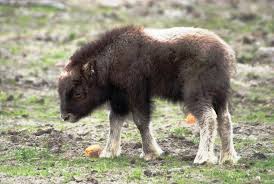 Yavru Okuzu Animals Baby Animals Cute Animals