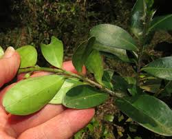 Image result for Erythroxylum emarginatum