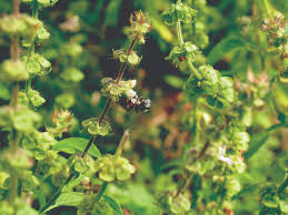 Image result for Ocimum angustifolium