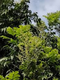 Image result for Sapindus saponaria