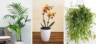 Your favourite houseplants and flowers are probably toxic to your dogs and cats. 16 Pet Safe Indoor Plants Flower Power