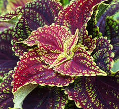 Image result for Coleus guerkei