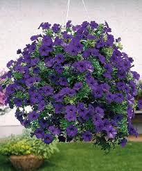 Image result for foto petúnie