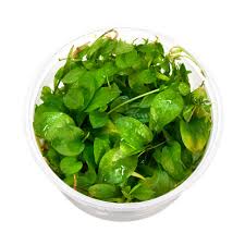 Image result for Ranalisma