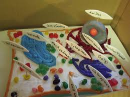 We did not find results for: Plant Cell Cakecentral Com