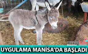Tek Tirnakli Hayvanlara Mikrociple Takip